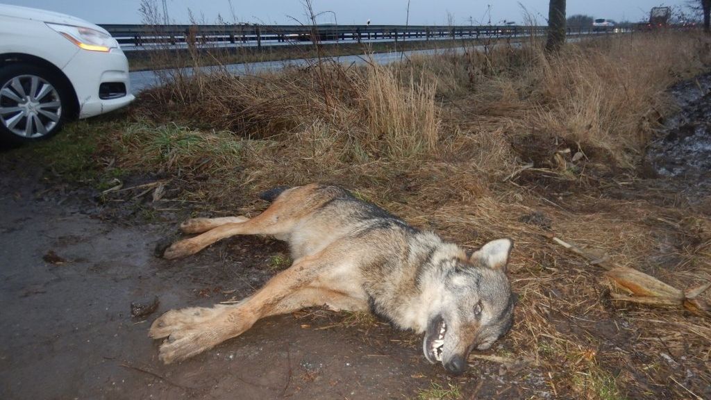 Vlk nalezený na Prostějovsku doputoval na Moravu z Alp
